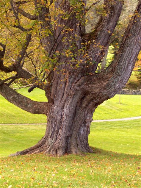 Old Maple Free Photo Download | FreeImages