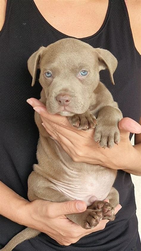 Filhote Pitbull Monster Pitmonster Bluenose Cinza Pedigree Mercado Livre