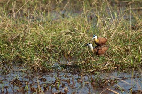 Copulation Of African Jacanas In A Lagoon Stock Image Image Of