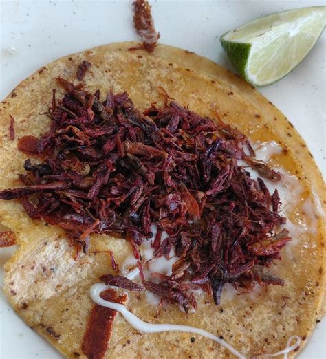 Grasshopper Tacos (Tacos de Chapulines) - Dallas, TX - Forks and Flights