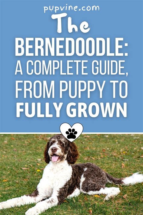 The Bernedoodle A Complete Guide From Puppy To Fully Grown Artofit