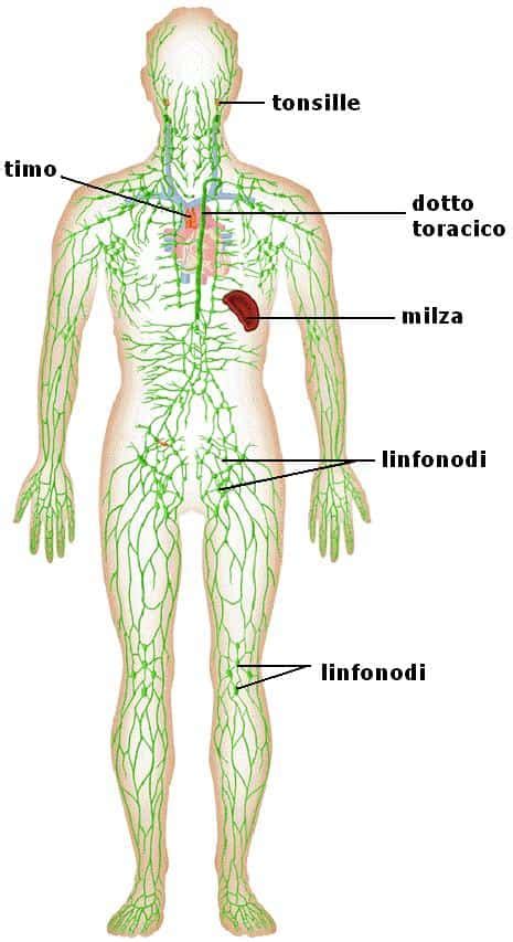 soggetto Dare Miniatura sistema linfatico funzioni Carota accoppiatore ...