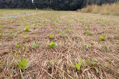 Dia do Plantio Direto celebra técnica revolucionária para a agricultura