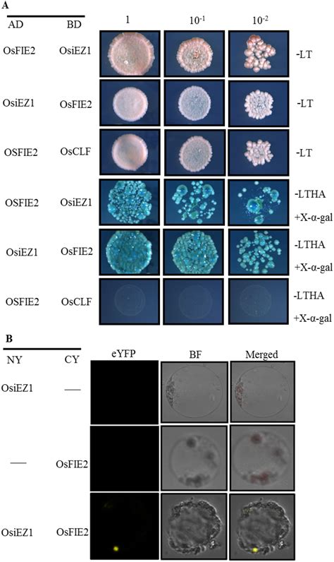 Interaction Of Osfie And Osiez A Yeast Two Hybrid Assay Showing