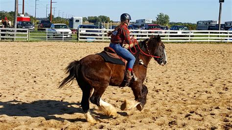 Clydesdale Barrel Racing