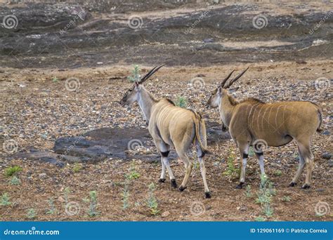 Common Eland In Kruger National Park South Africa Stock Image Image