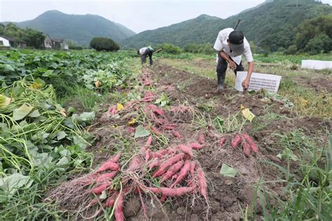 “薯”你最甜！大堰百亩番薯喜获丰收