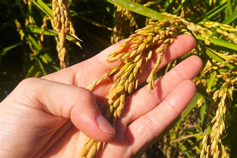 Fcup Quer Tornar Arroz Portugu S Mais Resistente S Altera Es Clim Ticas