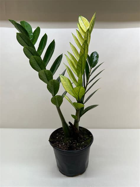 Chameleon ZZ Plant – Cafe Planta