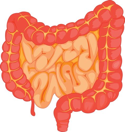 Large Intestine Clipart Clip Art Library