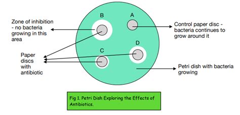 Microscopes And Cultures Bacterial Cultures And Aseptic Techniques