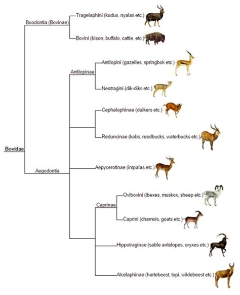 Bovidae tree - All Creatures Podcast