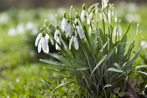 Galanthus - Galanthus Elwesii