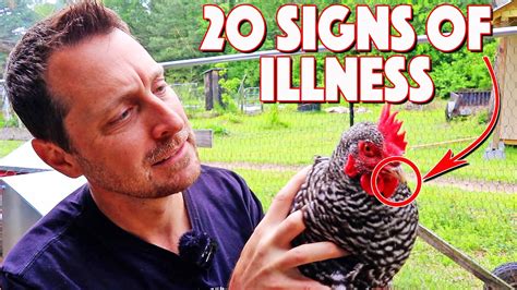 20 Signs That Your Chicken Is Sick You Need To Know Them All Youtube