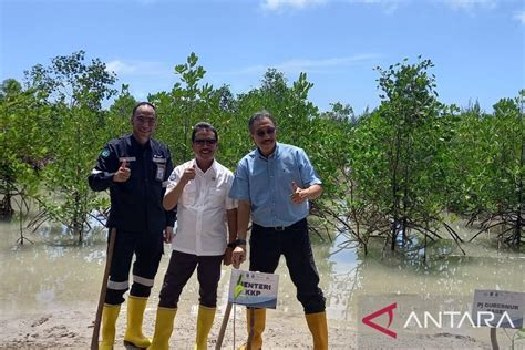 Menteri KKP Kujungi Kawasan Revitalisasi Mangrove PT Timah ANTARA