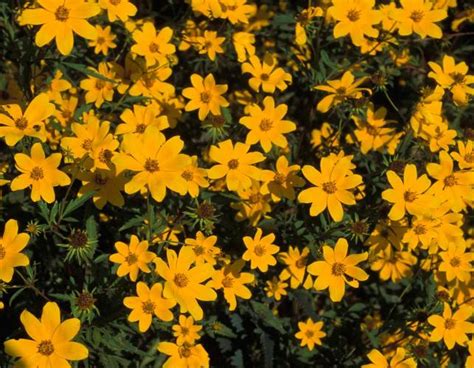 Tickseed Sunflower Bearded Beggarticks Missouri Department Of