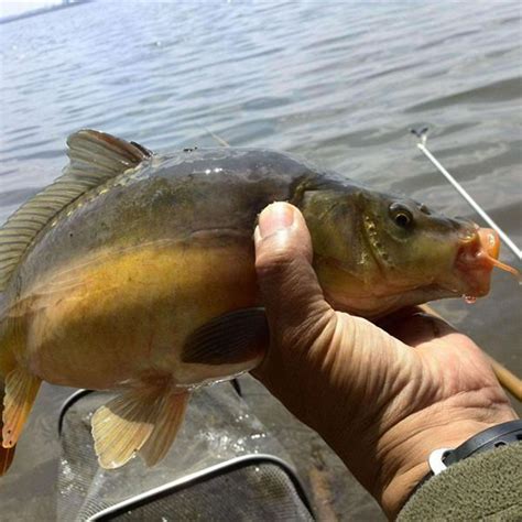 夏天釣魚想要一釣一個準，到底釣深還是釣淺？教你三個法則 每日頭條