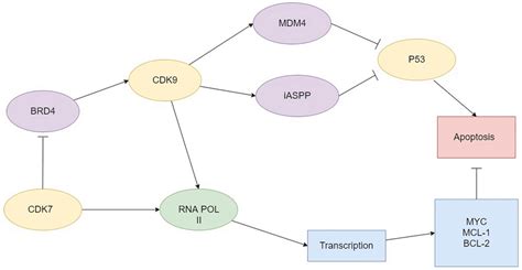 Role Of Cdk In Transcription And Apoptosis Cdk Cyclin Dependent