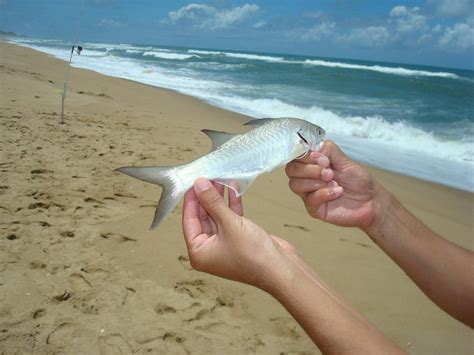 Parati peixe características reprodução alimentação habitat e tipos