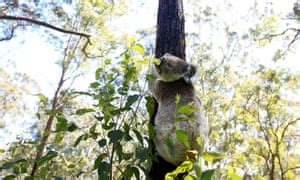 Endangered habitats | Environment | The Guardian