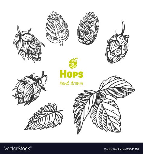 Hops Hand Drawn Royalty Free Vector Image VectorStock