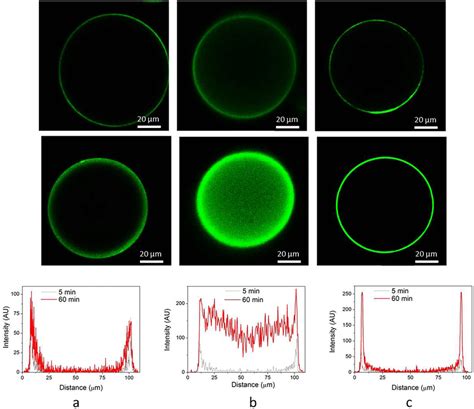 Clsm Of A Conventional Deae Agarose Microspheres B Deae Macroporous