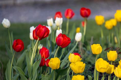 vibrant spring tulip garden  bloom  stock photo