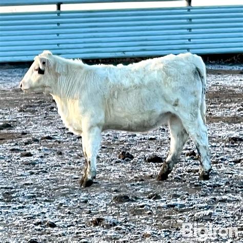 28 Dybdal Charolais Cross Heifers 655 Lbs Bid Per Lb Bigiron Auctions