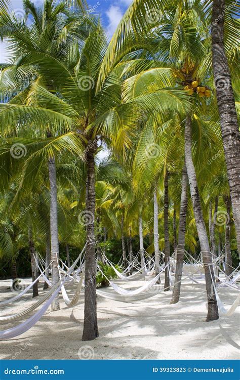 Beach Paradise Hammock Under Palm Stock Image Image Of Point Clear