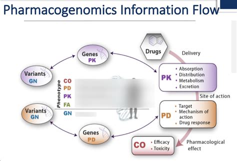 Intro To Pharmacogenomics Diagram Quizlet