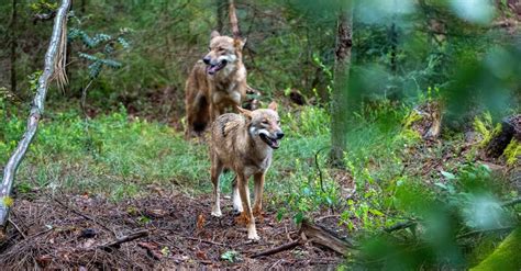 Fietsende Scholier Omsingeld Door Groep Wolven Bij Woudenberg Hart