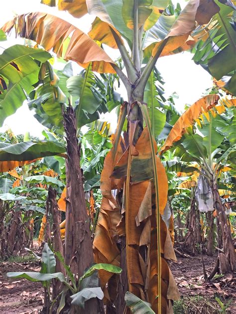 Fact Sheet Banana Fusarium Wilt