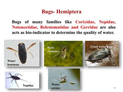 Insects As Pollution Indicators