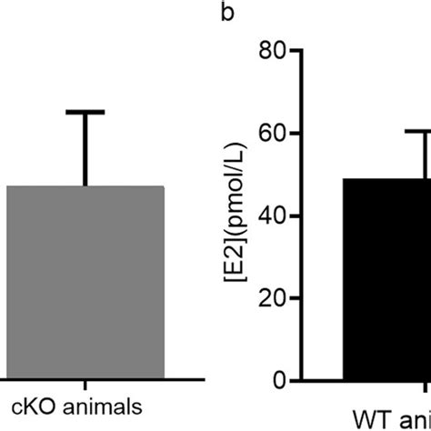 Histological Structure Of Mouse Testis As Assessed In Paraffin