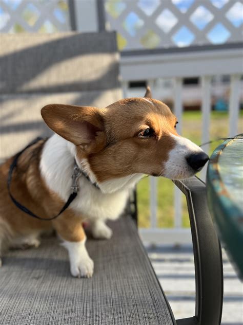 Jax Basking In The Sun Rcorgi