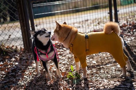 Shiba Inu Brincando Schipperke No Cachorro Vara No Parque