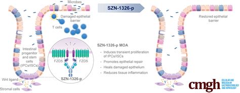 Robust Colonic Epithelial Regeneration And Amelioration Of Colitis Via