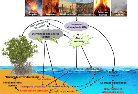 Direct and indirect effect of climate change on mangrove ecosystem ...