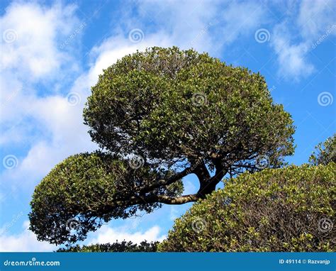 japanese tree stock photo image  japan green white