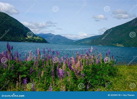 Summer in the Fjords of Norway Stock Photo - Image of farms, sunshine ...