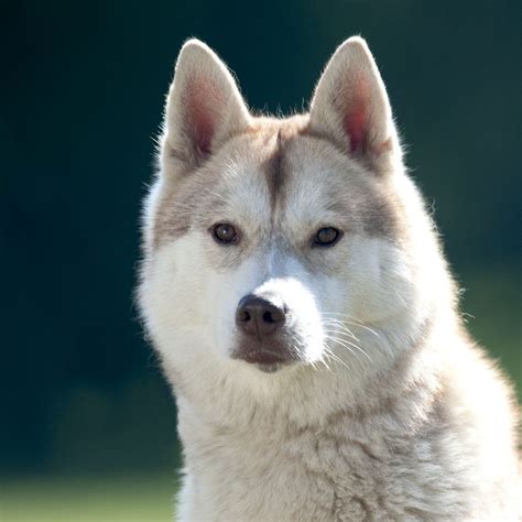 Elevage Passion De Husky Sibérien à Bonnat unCompagnon fr