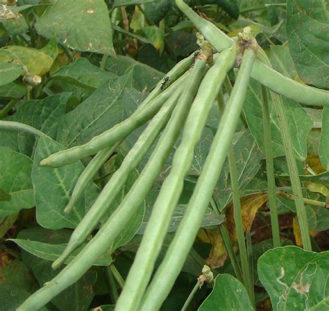 Cowpea Only Foods