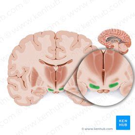 Substantia nigra: Anatomy, structure and function | Kenhub