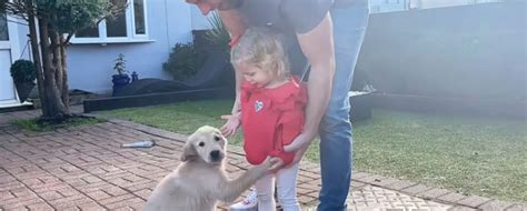 Cette petite tente de dresser un chiot Golden Retriever le résultat