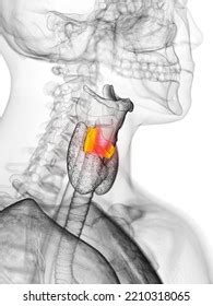 Cricoid Cartilage