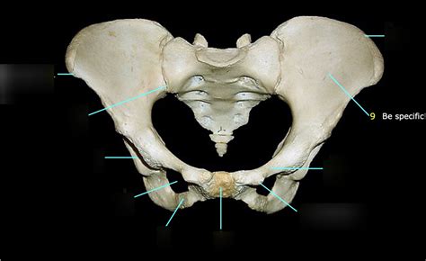 Bony Pelvis Diagram Quizlet