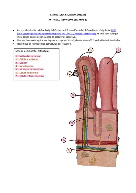 Eyf Tarea Sem Estructura Y Funcin Me Actividad Individual