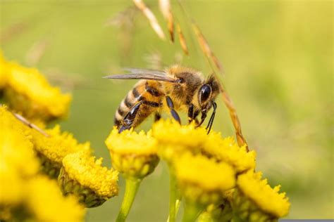 A Quick Start Guide To Honey Bee Antennae Honey Bee Suite