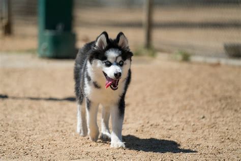 Pomsky Growth Chart: The Definitive Pomsky Size Guide