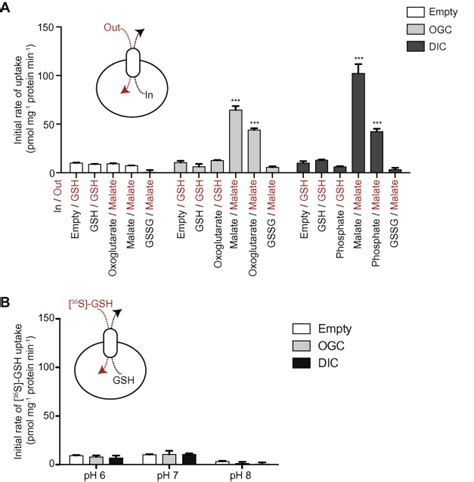 Dic Or Ogc Do Not Transport Gsh A S Gsh Uptake By Fused Membranes